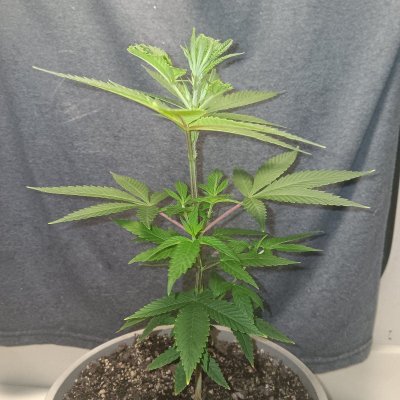 New Growers question, plants look too light in color on poor persons budget grow