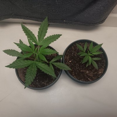 New Growers question, plants look too light in color on poor persons budget grow
