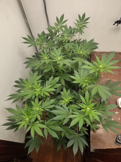 THE TRAINWRECK. Brought to you by thcfarrmer…..