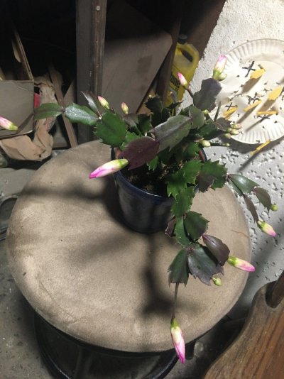 Photo periods in bloom!  Share your pics and advice.