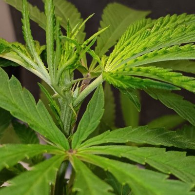 New Growers question, plants look too light in color on poor persons budget grow