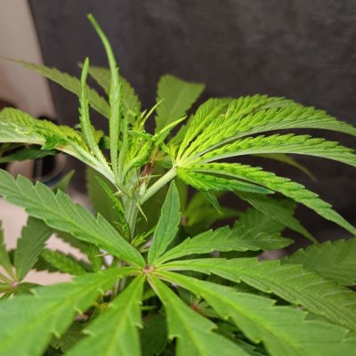New Growers question, plants look too light in color on poor persons budget grow