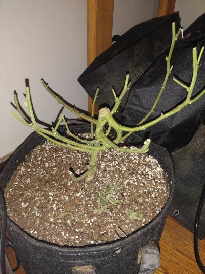 Dont Eat the Yellow Snow and Check Out DRAGON'S CLOSET GROW! ●FEATURING:::: SPIDER FARMER SF2000 EVO