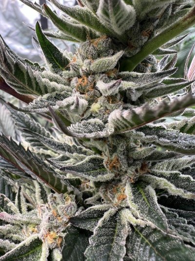 Let's See Your Frostiest Flowers