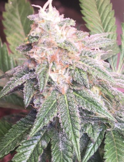 Let's See Your Frostiest Flowers