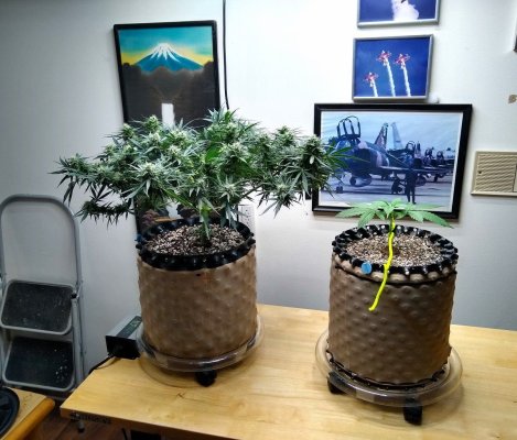 Airpots.jpg