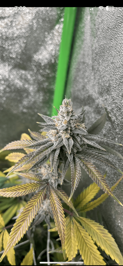 Few days before I chop