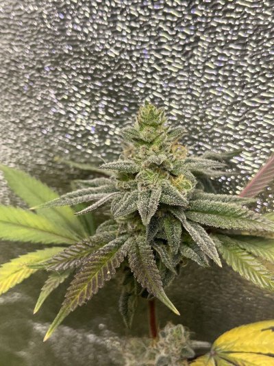 Few days before I chop