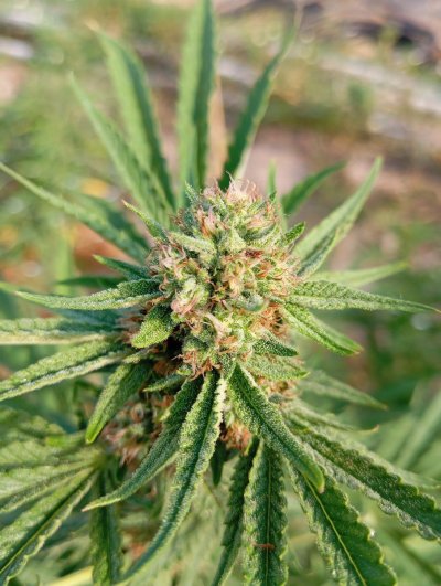 The impossible outdoor Phuket grow.
