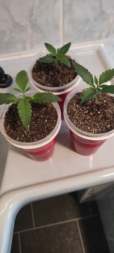 Seedlings! Show your babies!!! 😆