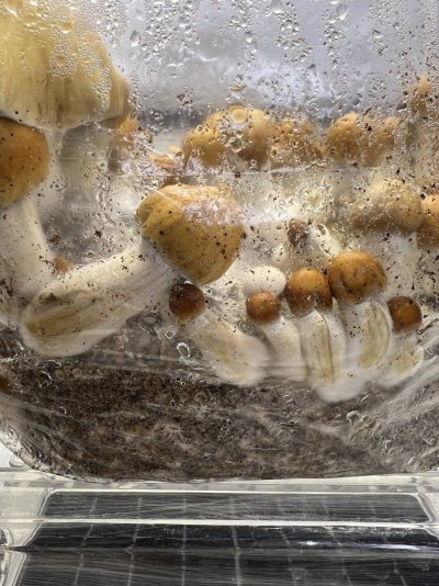 Mushroom thread