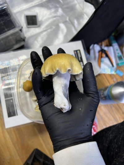 Mushroom thread
