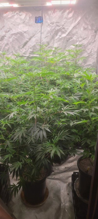 bagseed-run-3--new-millennium-nutrients-3.jpg