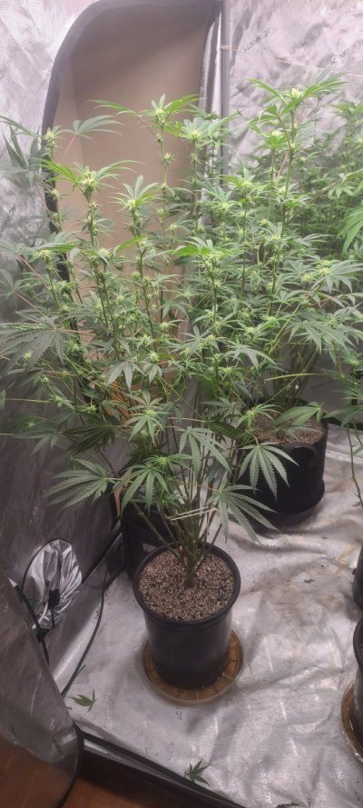 bagseed-run-3--new-millennium-nutrients-4.jpg