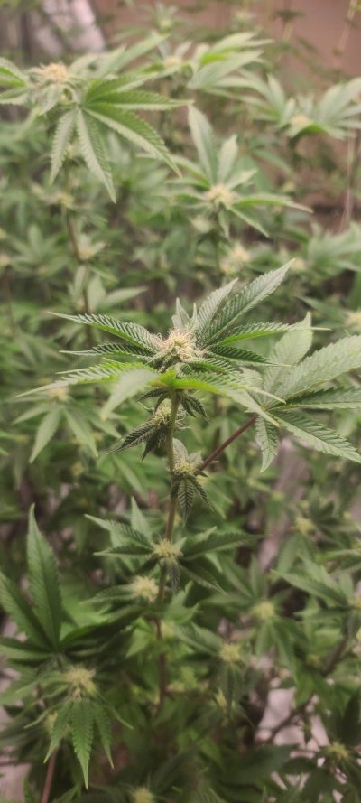 bagseed-run-3--new-millennium-nutrients-6.jpg