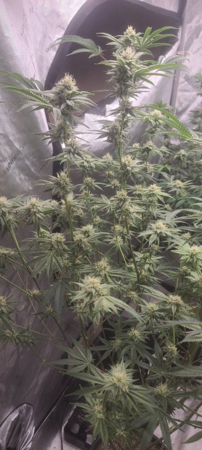 bagseed-run-3--new-millennium-nutrients-7.jpg