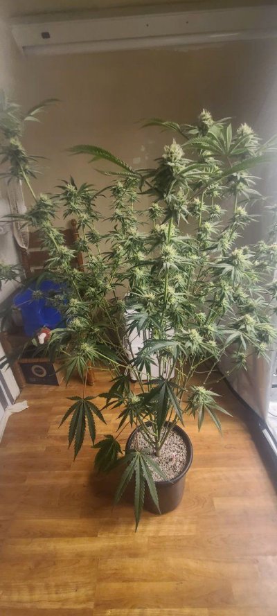 bagseed-run-3--new-millennium-nutrients-9.jpg