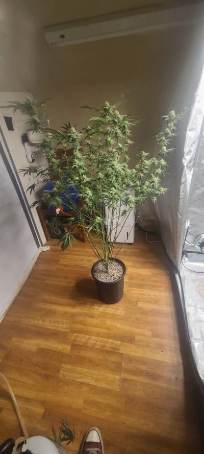 bagseed-run-3--new-millennium-nutrients-10.jpg