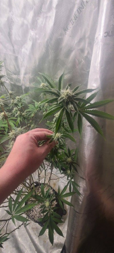 bagseed-run-3--new-millennium-nutrients-12.jpg