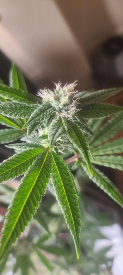 bagseed-run-3--new-millennium-nutrients-13.jpg