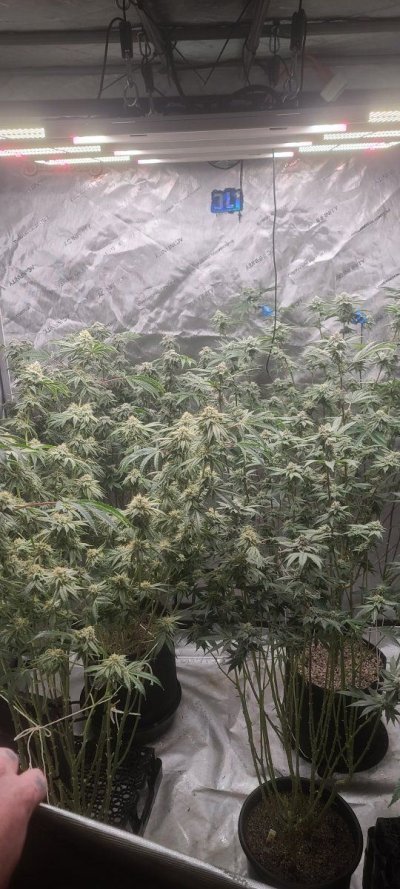 bagseed-run-3--new-millennium-nutrients-16.jpg
