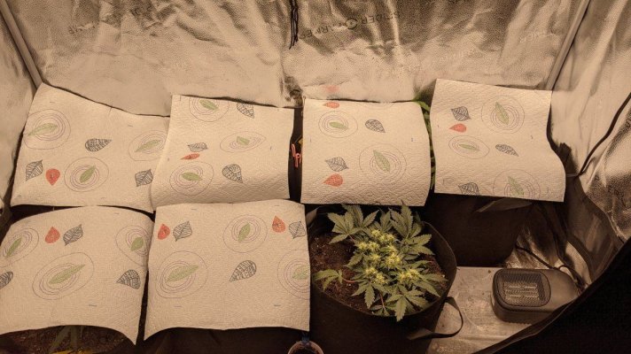 First Pollination Project - Mystery Autoflower "Upgrade"