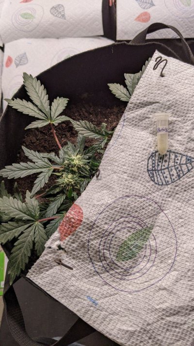 First Pollination Project - Mystery Autoflower "Upgrade"