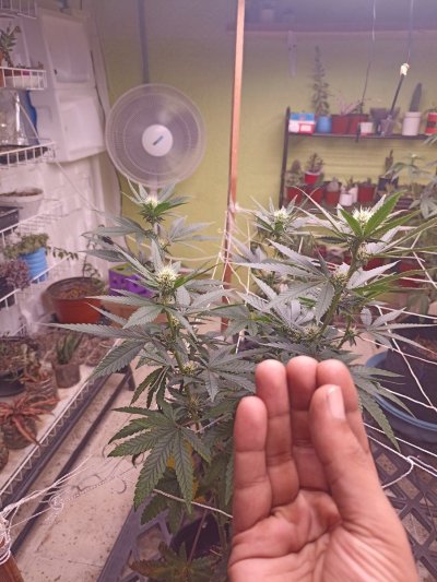 Peach Ozz x dosidos using LEDs,Synthganic on GH flora