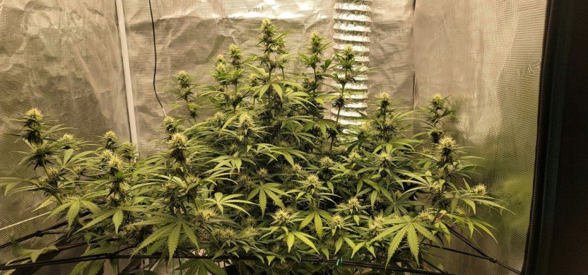 Chopping Time Approaching for My Green Crack - Maybe 2 or 3 Weeks Left, What's Your Take?
