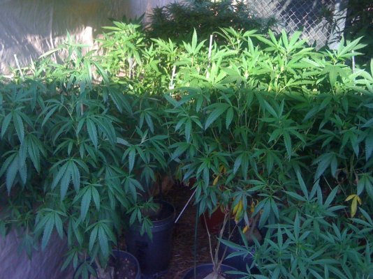 Firekush.JPG