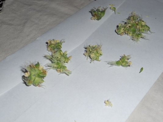 8-17-11 023.JPG