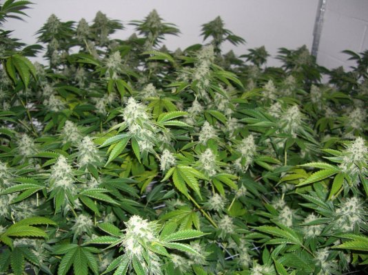 #6 scrog 003.1.jpg