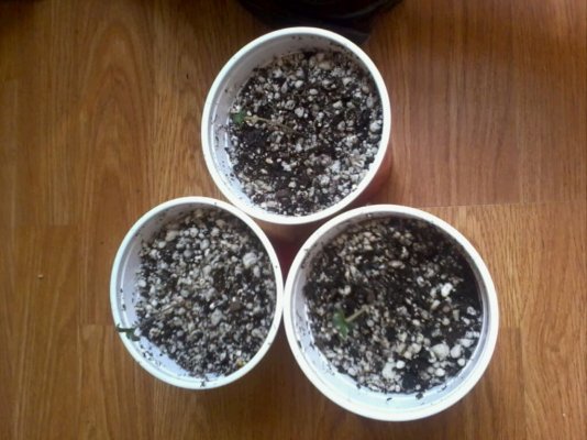 Electric Larry Land Grow Log