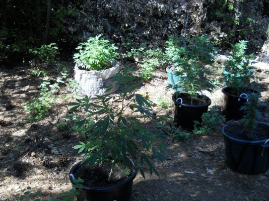 sour banana 008.JPG