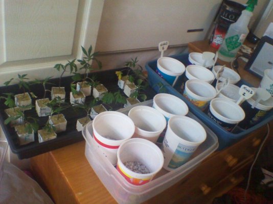 SmotPoker's Grow Log ( Hempy Buckets )
