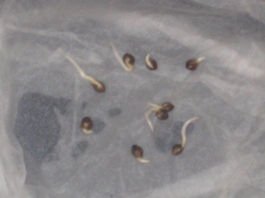 sd-2days-in-napkin.jpg