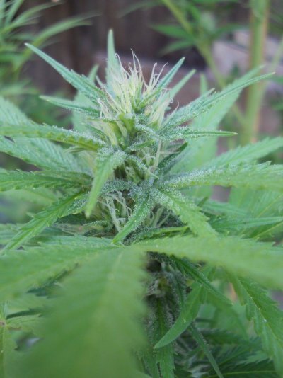 cr1 bud.JPG
