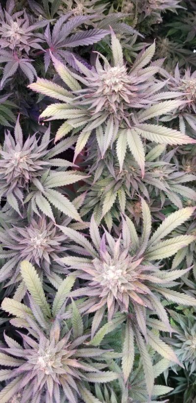 cape-goat--pineapple-express-cross-3.jpg