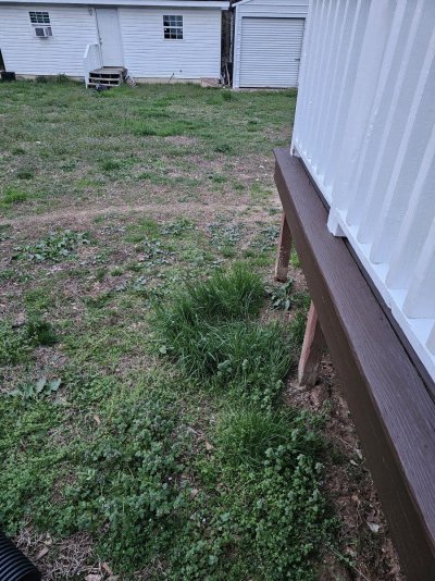 3-4 months ago I poured the remainder of some activated EM-1 off the back deck into the yard.  Here's what it looks like now that the grass is growing