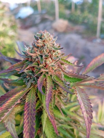 The impossible outdoor Phuket grow.