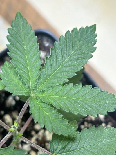 whats-goin-on-with-my-leaves-3.jpeg