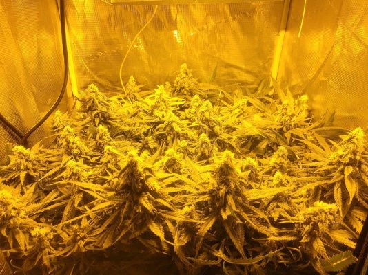 first-time-grandaddy-purple-ready-for-harvest-or-not.jpg