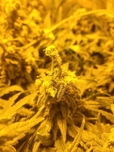 First time grandaddy purple. ready for harvest or not ?