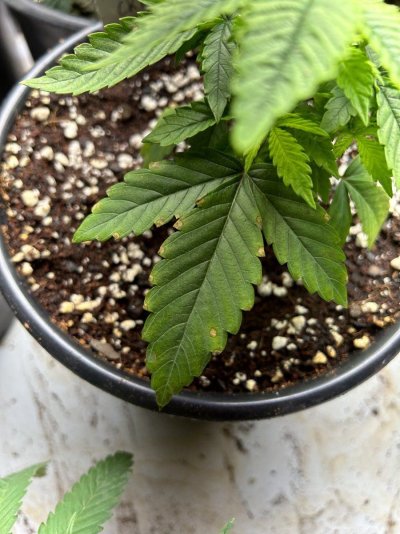 new-to-the-forum-have-issues-with-some-sick-plants.jpeg