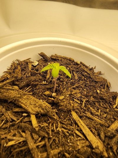 newplant1.jpg