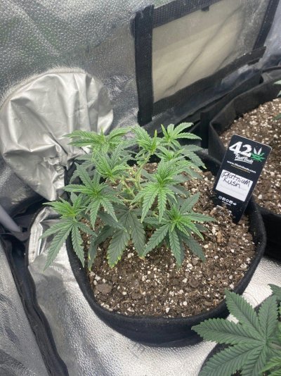 no-clue-why-my-platinum-kush-leaves-edges-started-to-look-like-this.jpg