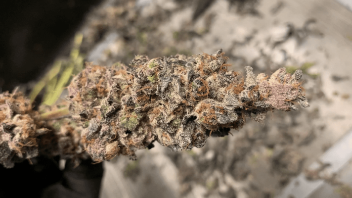 gelato3.png