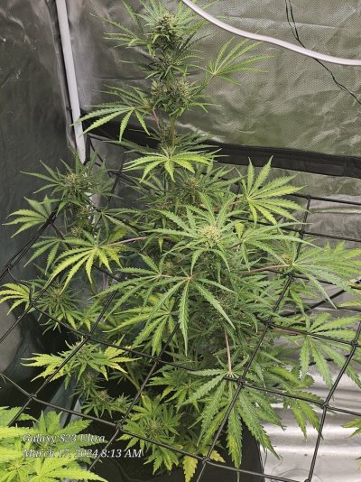 New crop