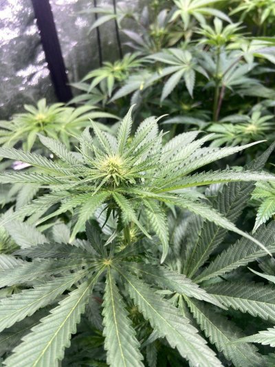 first-run-elev8-seeds-whit-cmh-630-de-12.jpeg