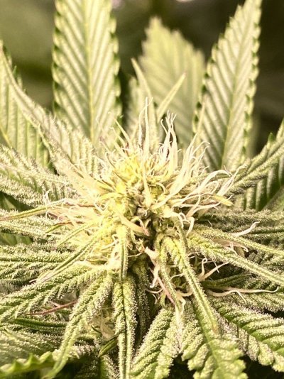 first-run-elev8-seeds-whit-cmh-630-de-14.jpeg